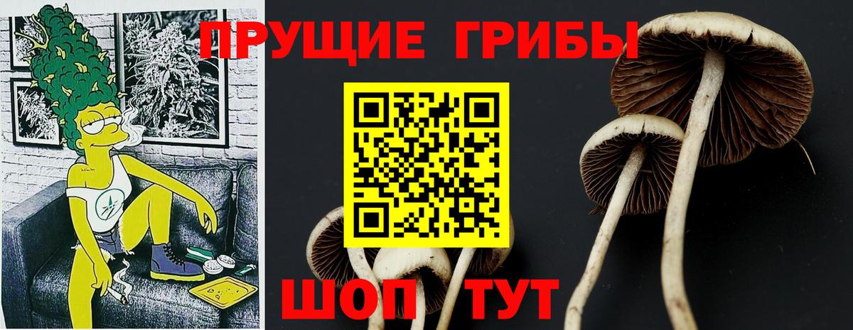 Псилоцибиновые грибы GOLDEN TEACHER  Вход с VPN  Железногорск  Псилоцибиновые грибы Magic Shrooms 
